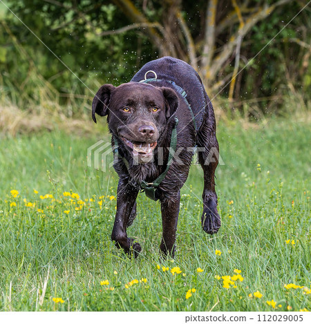 Labrador retriever, Canis lupus familiaris on a grass field. Healthy chocolate brown labrador retriever 112029005