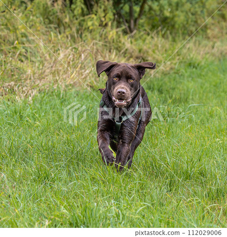 Labrador retriever, Canis lupus familiaris on a grass field. Healthy chocolate brown labrador retriever Labrador retriever, Canis lupus familiaris on a grass field. Healthy chocolate brown labrador retriever 112029006