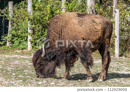 American buffalo known as bison, Bos bison in a german park American buffalo known as bison, Bos bison in a german park 112029008