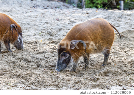 Red river hog, Potamochoerus porcus, also known as the bush pig. Red river hog, Potamochoerus porcus, also known as the bush pig. 112029009