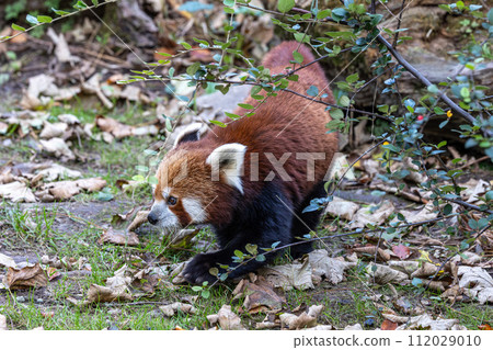 The red panda, Ailurus fulgens, also called the lesser panda. The red panda, Ailurus fulgens, also called the lesser panda. 112029010