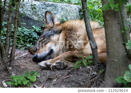 European Grey Wolf, Canis lupus in a german park European Grey Wolf, Canis lupus in a german park 112029014