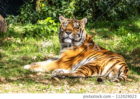 The Siberian tiger,Panthera tigris altaica in a park 112029023
