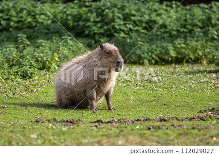 Capybara, Hydrochoerus hydrochaeris grazing on fresh green grass 112029027