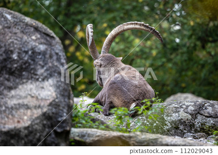 Male mountain ibex or capra ibex on a rock living in the European alps 112029043