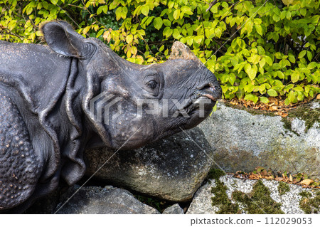 The Indian Rhinoceros, Rhinoceros unicornis aka Greater One-horned Rhinoceros The Indian Rhinoceros, Rhinoceros unicornis aka Greater One-horned Rhinoceros 112029053
