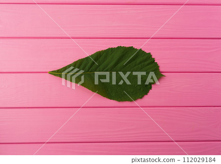 Summer abstract background mockup green chestnut tree leaf isolated close up 112029184