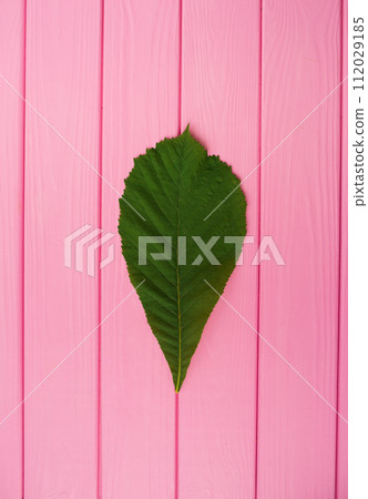 Summer abstract background mockup green chestnut tree leaf isolated close up 112029185