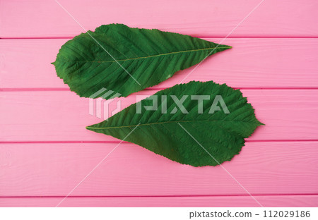 Summer abstract background mockup green chestnut tree leaf isolated close up 112029186