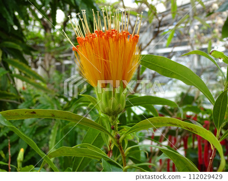 Stiftia chrysanta flavicans flowers at Sakuyakonohanakan, Tsurumi Ward, Osaka City Stiftia chrysanta flavicans flowers at Sakuyakonohanakan, Tsurumi Ward, Osaka City 112029429