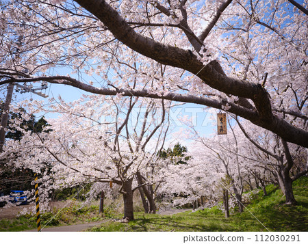 Sakura in Matsumae Town 112030291