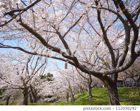 Sakura in Matsumae Town 112030292