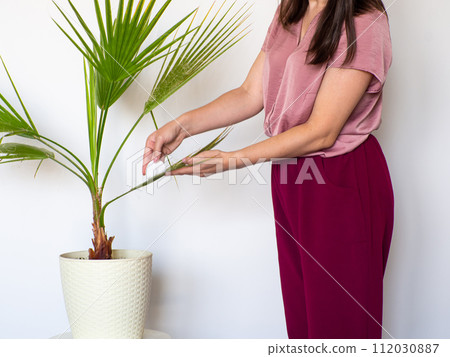 Woman hand wiping dust off green leaves of Washingtonia filifera Woman hand wiping dust off green leaves of Washingtonia filifera 112030887