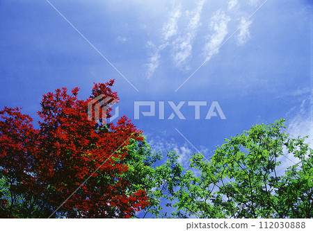 鮮紅色的年輕楓葉和新鮮的綠色植物 112030888