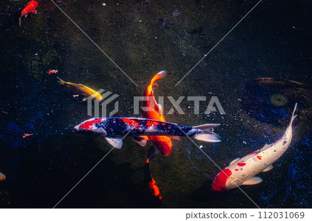 游泳鯨魚 游泳鯨魚 112031069