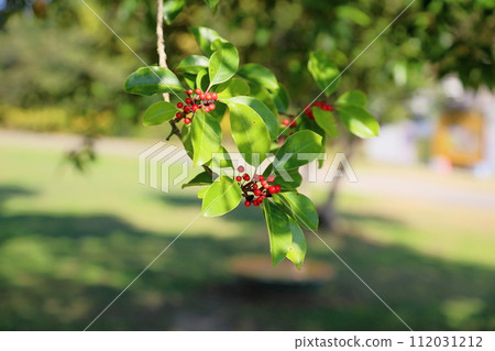 Ilex rotunda fruit 112031212