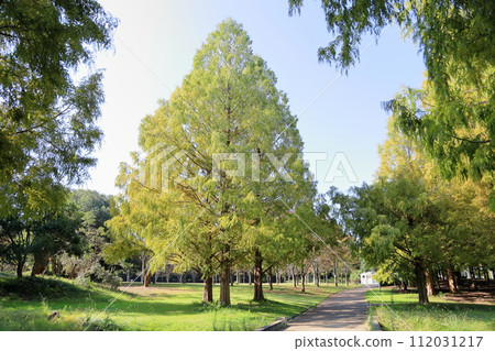 Autumn park: Metasequoia trees changing color Autumn park: Metasequoia trees changing color 112031217