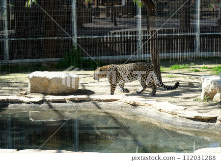 Persian leopard (Latin - Panthera pardus saxicolor) 112031288
