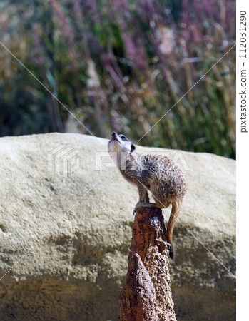Meerkat (lat.- Suricata suricatta) 112031290