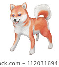 柴犬等待主人 112031694