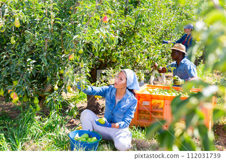 Plantation workers harvesting pears 112031739