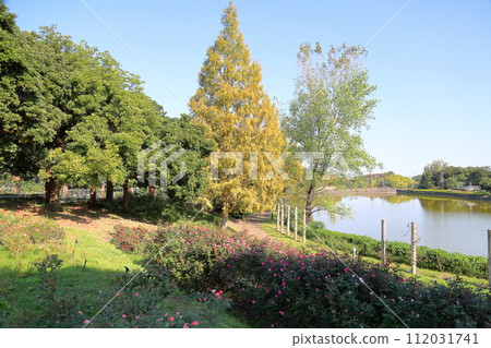 Autumn park refreshing rose garden 112031741