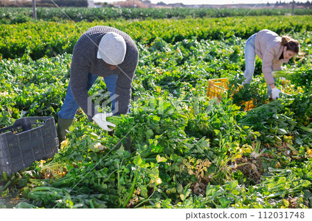 African american man with team of farm workers arranging crop of ripe celery in boxes on field African american man with team of farm workers arranging crop of ripe celery in boxes on field 112031748