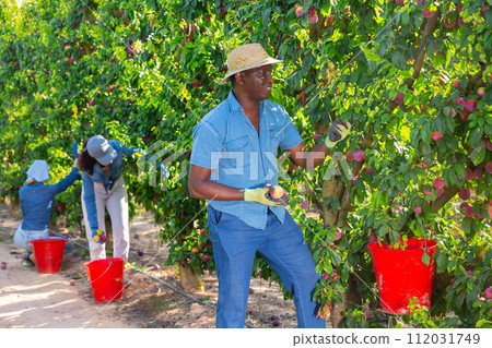 African male gardener picking plums from tree 112031749