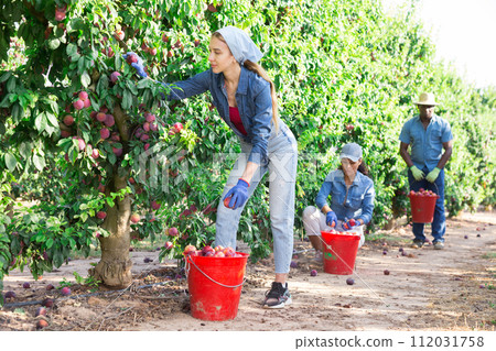Young female gardener during harvesting of plums at garden 112031758