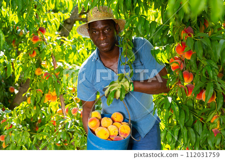 Happy african american gardener holding harvested peaches 112031759