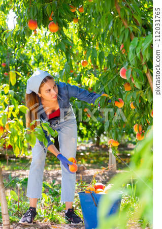 Woman harvesting peaches 112031765