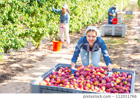 Portrait of happy woman next to large box full of plums Portrait of happy woman next to large box full of plums 112031766