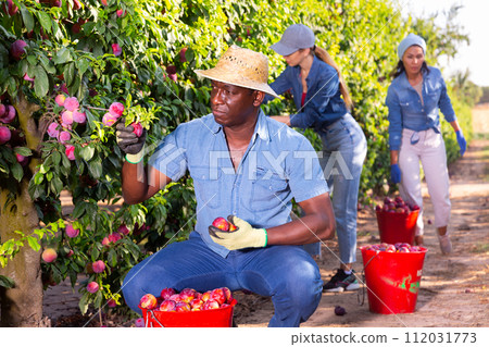 African male gardener picking plums from tree 112031773