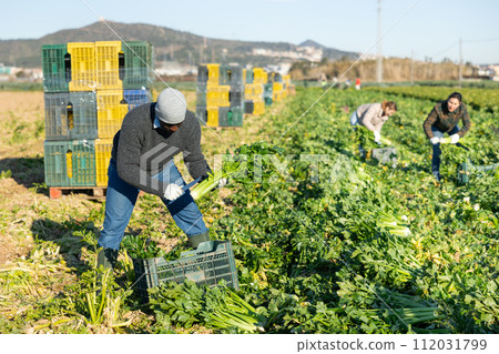 Portrait of successful african american farmer standing on celery plantation with vegetables in hands during harvest Portrait of successful african american farmer standing on celery plantation with vegetables in hands during harvest 112031799
