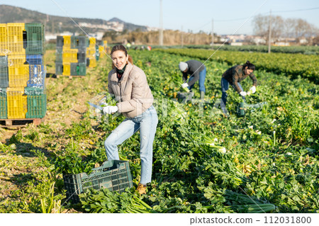 Female gardener looking at camera while harvesting fresh celery Female gardener looking at camera while harvesting fresh celery 112031800