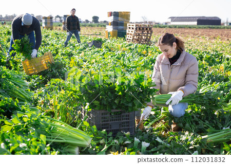 Woman harvesting celery on vegetable field 112031832