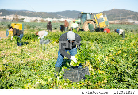 Portrait of successful african american farmer standing on celery plantation with vegetables in hands during harvest 112031838