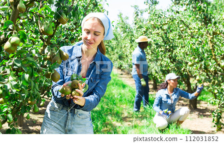 Hardworking woman farmer plucks ripe juicy pears from a tree 112031852