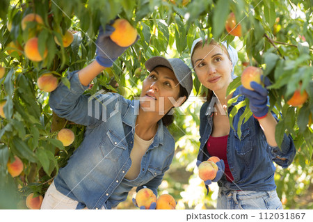 Two women harvest peaches in an orchard Two women harvest peaches in an orchard 112031867