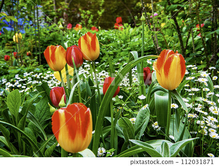 Flower Garden Flower Garden 112031871