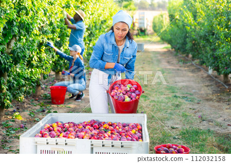 Focused Asian woman farmer pours ripe plums from a bucket into a crate Focused Asian woman farmer pours ripe plums from a bucket into a crate 112032158