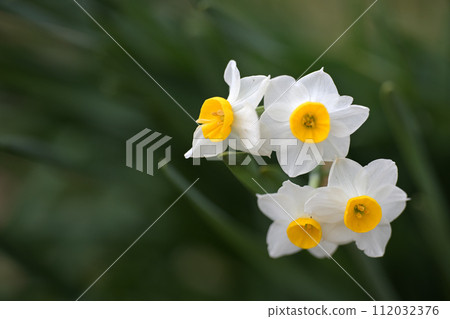 水仙花特寫 水仙花特寫 112032376