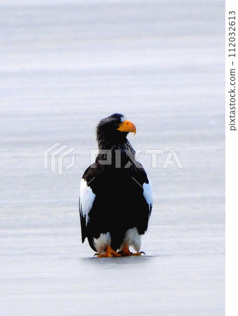 Steller's sea eagle taking a break on the frozen surface of Lake Utonai 112032613
