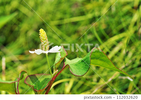 White dokudami flowers (summer, June) 112032620