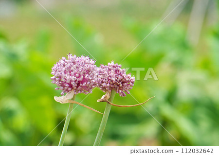 粉紅色的圓形大蒜花（夏季，六月） 112032642