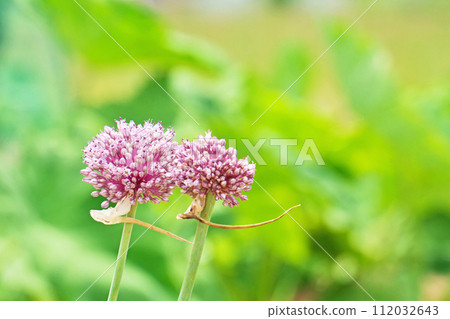 Pink round garlic flowers (summer, June) Pink round garlic flowers (summer, June) 112032643