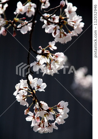 夜晚懸掛的櫻花 112032946