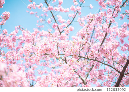 Kawazu Sakura and the sky Kawazu Sakura and the sky 112033092