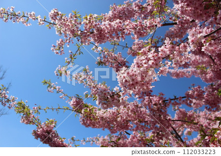 The cherry blossoms boom against the blue sky The cherry blossoms boom against the blue sky 112033223