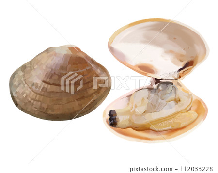Clams (closed and opened) Clams (closed and opened) 112033228
